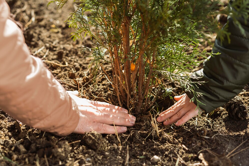 Tree & Shrub Care