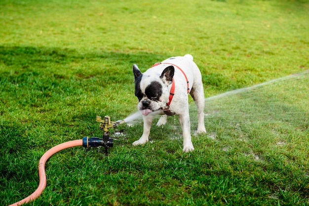 Pets control in your lawn