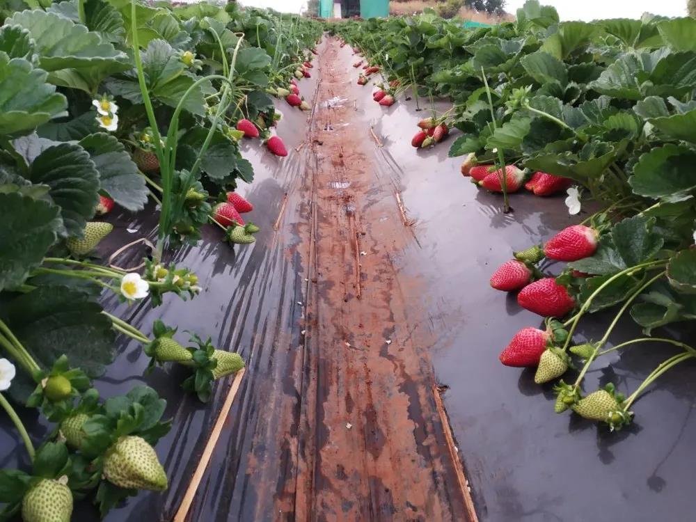 AGRICULTURAL MULCH SHEET