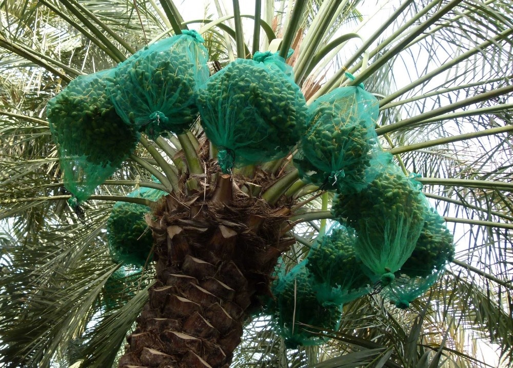 Dates Palm Bag